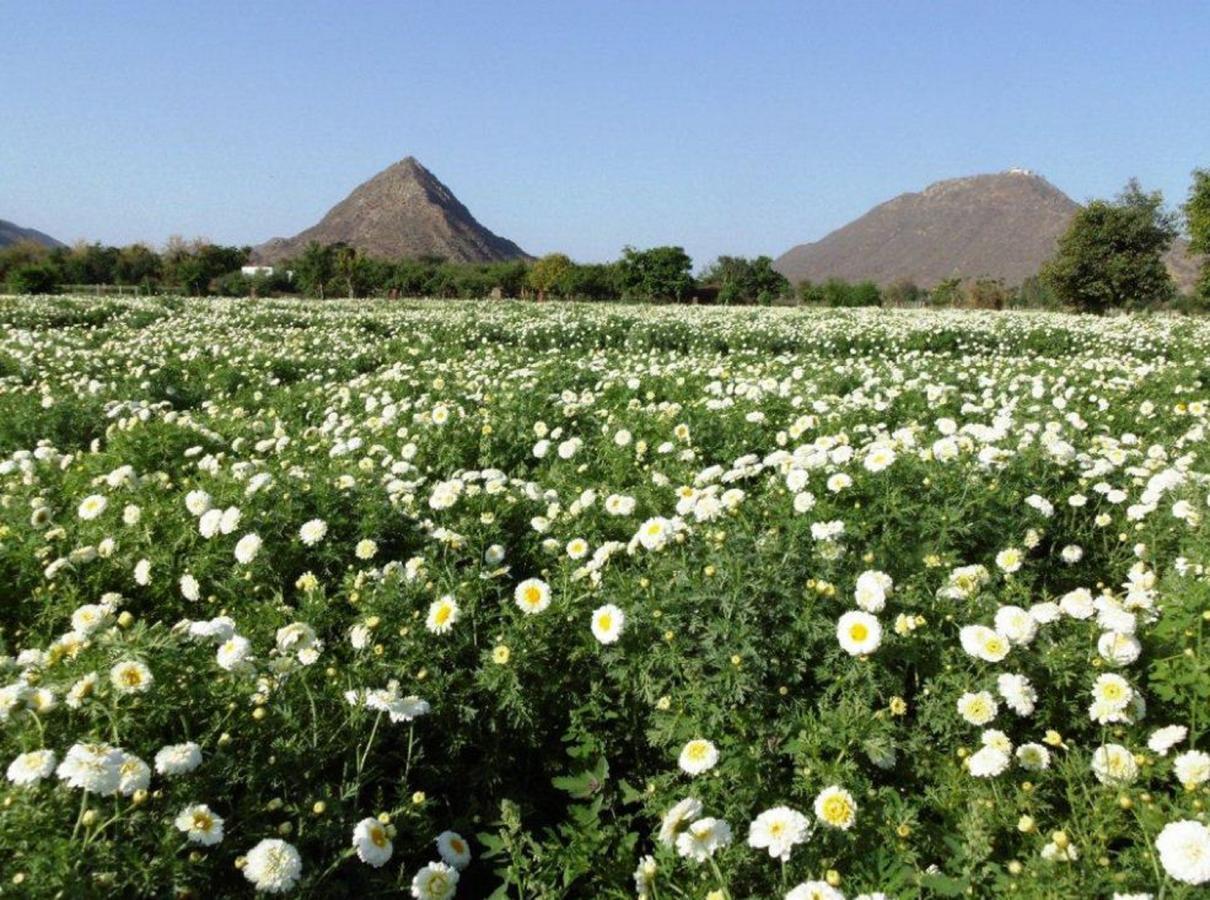The Country Side Resorts Pushkar Buitenkant foto